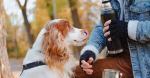 Why does my Spaniel Lick my Feet?