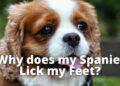 Why does my Spaniel Lick my Feet?