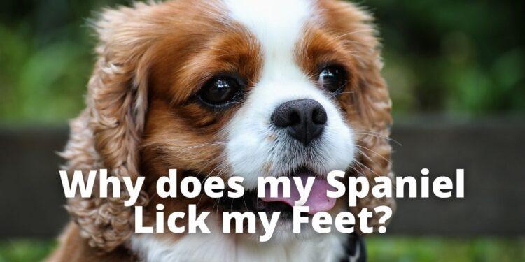 Why does my Spaniel Lick my Feet?