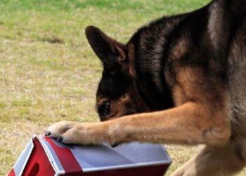 Originally bred to be used for scent identification and gun dog purposes, these beautiful creatures now make one of the most active cuddle buddies you could ever wish for. More and more owners are preferring this majestic canine for its looks, but somehow this preference has led to a steep decline in ensuring that the breed is properly stimulated both physically and mentally. And so here we are to help you. Scent games, a sport specially designed to help fur babies direct their sense of smell towards specific things, is a superb choice for overall efficient training at home. For this, take some of their favorite treats and hide them in various places. The delicious smell will force the little Spaniels to use their nose to work, thereby enriching their minds with newer fun experiences. Also don’t forget to add a cue before the pup sets on its searching journey so that they are able to relate the command with something good. Nose/Scent games are an excellent way of training workaholic Spaniels to detect treats or other things without having to go outside. To know more about this exciting activity, keep on reading. Why are Scent Games necessary? Belonging to the canine family, Spaniels have around 20-300 million olfactory receptors in their nose. So, it is not wrong to say that dogs lead their life mostly by sniffing and categorizing every smell to a certain memory. Upon sniffing, their brain releases dopamine, a neurotransmitting hormone that increases their level of arousal, thereby leading to proper enrichment of your Spaniel’s life. They are better able to distinguish between odors and act according to that. This in turn improves your pooch’s confidence, therefore making scent games a necessary part of their upbringing. What are the best ways to play Scent Games with my Spaniel? If you are a beginner, starting out slowly and gradually is the key to teaching your Spaniel the basics of nose work. Here is a step-by-step process along with certain ideas that you could follow. Hiding Treats in Plain sight When you start, the pups don’t actually have any idea of what to do or expect. Therefore the first thing to do is to hold a treat in your fist and let the fur baby smell it. Once you have gained their full attention, command them to ‘Sit’ and then move your fist here and there. During this time, track their eye movement and see if they are conveniently following your hand motions. Afterwards, throw the treat or hide it at a nearby place and command your dog to ‘Find it’. Initially it will take some time for your woofer to figure out what you want from them, but soon they will be following the scent using their nose. Using Cups to Hide Treats In this next phase, you will need two/three cups, some treats or dry kibbles and your Spaniel’s undivided attention. Start by commanding the fur baby to ‘Sit/Settle down’ and then place a treat under one of these cups. Thereafter, allow the canine to sniff and find the food by either pointing out to the cup using their paws or nudging by their nose. Same as the first step, this may take some time, but after a while the pup will be finding out the treats in no time. To raise the difficulty level, you can also switch the cups every now and then. This will keep the pup guessing for the right option, and hence keep them super invested in the game. Sending them on a sniff journey Finally when the canine has started thoroughly enjoying it, it is then time to vamp the game. Hide multiple treats in various places and out of plain sight. Command the pooch to ‘Find it’ and witness how they use their little snouts to sniff around the home and chomp down the delicacies. The same is also possible if you have sufficient yard space. You could hide the eatables in hard to find places, such as behind a tree, over the grass, under a cup, and similar spots. Do this and your pooch will absolutely thank you for the exciting phase. Are there any other exciting scent games? When it comes to interactive nose games, there is no guide to doing it a particular way. Pet parents are free to devise their own procedures and try out with their pups. However to give you a brief understanding on certain tricks, below we have pointed out the most commonly played scent games. So, let’s start. Hand Picking Probably the simplest and easiest nose work, in this game owners will have to hold multiple treats in one hand while keeping the other one empty. Make sure to load your hands out of your pooch’s sight to create an air of mystery. Next hold out both your hands for your pupper to sniff and detect. To make it more enriching, you can also add a cue before letting them sniff your fists. Once allowed, the pup will use their nose to smell both your fists before making the final choice. If the answer is right, open your fist and let the snuggle buddy munch down the delicacies. During this time, it is also highly advised to praise or compliment the pooch as it helps build rapport between the human and the animal. However, if they fail to do so, you can repeat the whole process again and maybe hold the treats in the other hand or in both to increase the chances. Tennis Tin Game A much more challenging task, in this game you will require a tin can, some tennis balls and a pack of their favorite treats. Fill in the tin cans with eatables and cover them with the tennis ball on the top. The balls will act as a barrier forcing the Spaniel to use their snouts rather than being dependent on their eyes. Always start with filling all the tin cans and slowly proceed to placing treats in only a few of them. This will help your dog understand the task in a more fruitful way, avoiding the risk of overfeeding them. Empty Boxes If you don’t have tin cans, the next best thing is empty boxes. Just like hiding eatables under cups, here you will be required to put treats in a few boxes and circle them or switch their positioning with other empty boxes. Unlike small cups, finding the right answer amongst these boxes typically proves to be a little harder as the total area to be inspected also grows larger. For beginners, usually boxes without lids is what’s best advised. Once this skill is mastered, you can then move forward to boxes with lids. This way when the dog nudges the correct option, you can open the lid and give them the delicacies. Pet parents can also invest in interactive treat puzzle dog toys, like this one here. Playing Hide&Seek Given their gun dog tendencies, Spaniels do love a good hide and seek or chasing game every now and then. So if you have been looking for new scent work ideas, here’s a great idea for you. First of all, ask one of your family members or friends to take your pooch’s leash and keep them restricted to one place while you get ready to hide. At the same time, take some smelly delicious treats in your pockets and then hide at your chosen spot. You could then call out your pooch’s name or inform the other human to release the Spaniel. In these cases, naturally the dog will start chasing the scent all over the house. To make it easy for the little fur baby, it is best to start with practically easy-to-find spots and then proceed to tougher ones. Once the canine has got the gist of the game, you can also take this to your yard or even try training them off leash at bigger grounds. However, always remember to play in safe, fenced areas. You never know when the pooch might walk into dangerous situations and risk their and others’ safety. Trying to harness the sniffing ability of Spaniels is hands down a super fun and exciting experience but no wonder there’s a proper way of doing it. You may also like: Top Dog Lick Mat Ideas for Bath Time and Anxiety