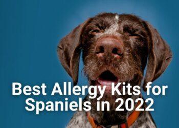 Best Dog Allergy Test Kits for Spaniels [2022]- Features, Price, Buyers Guide