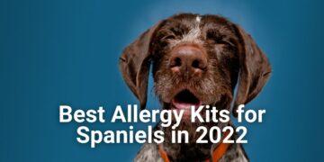 Best Dog Allergy Test Kits for Spaniels [2022]- Features, Price, Buyers Guide