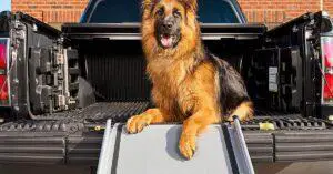 7 Best Dog Ramps for Spaniels [2022]- Features, Price, Buyers Guide
