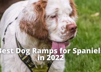 7 Best Dog Ramps for Spaniels [2022]- Features, Price, Buyers Guide