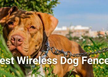 Best Wireless Dog Fences 2022 - Buy Smart |Top Categories Reviewed