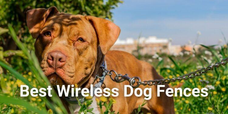 Best Wireless Dog Fences 2022 - Buy Smart |Top Categories Reviewed