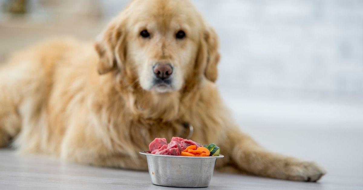 Can Dogs Eat Ants? Things You Should Know