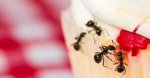 Can Dogs Eat Ants? Things You Should Know