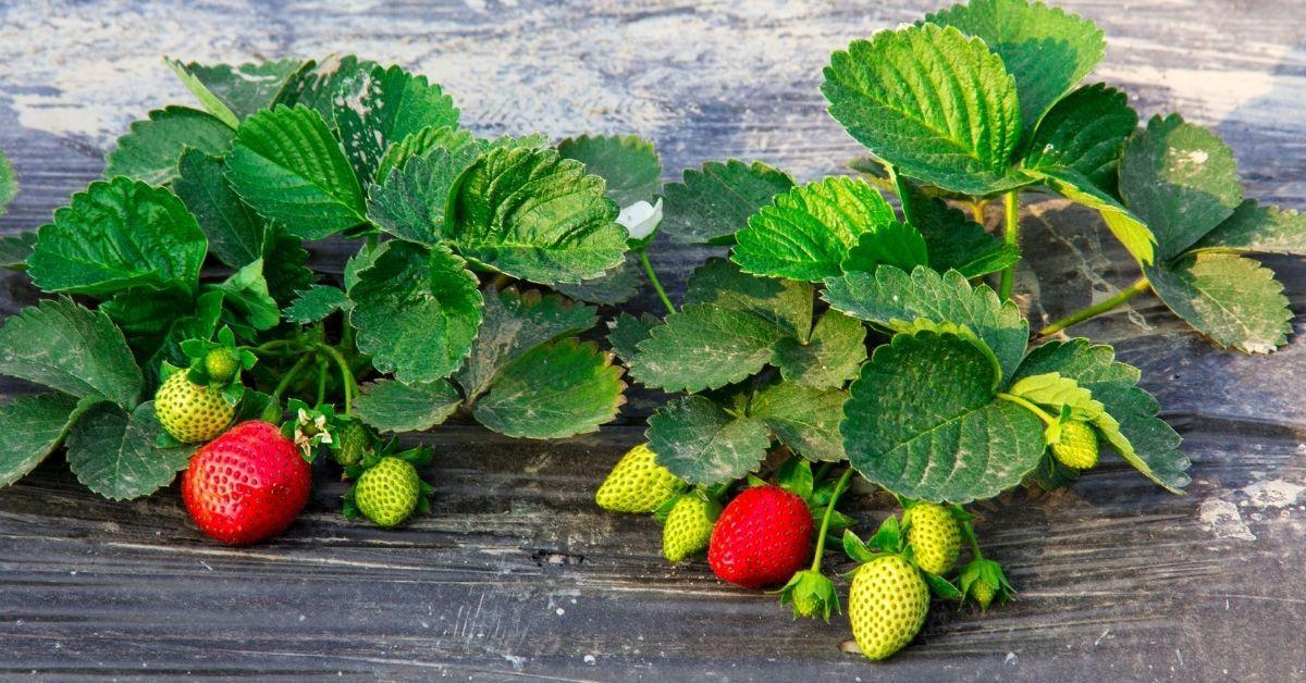 can-dogs-eat-strawberry-leaves