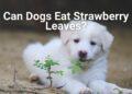 Can Dogs Eat Strawberry Leaves?