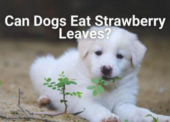 Can Dogs Eat Strawberry Leaves?