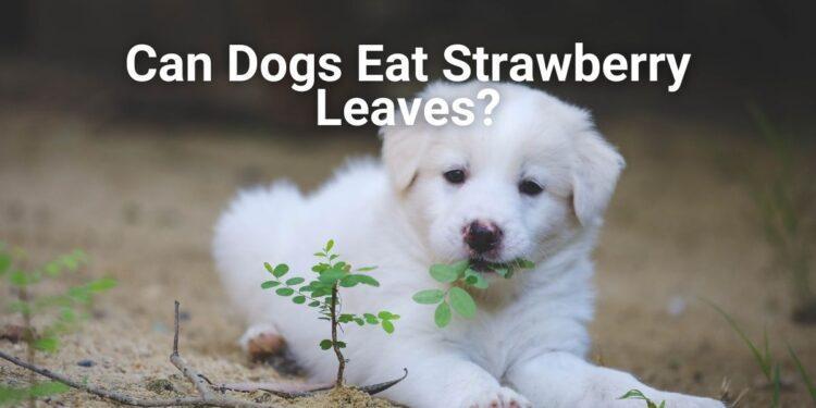 Can Dogs Eat Strawberry Leaves?