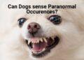 Can Dogs sense Evil Spirits and Demons?