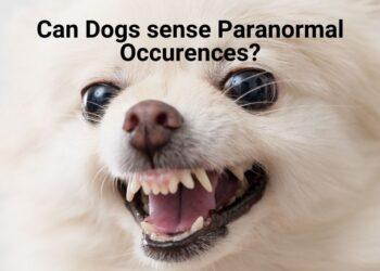 Can Dogs sense Evil Spirits and Demons?