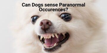 Can Dogs sense Evil Spirits and Demons?