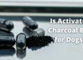 Is Coal Bad for Dogs? Activated Charcoal for Detoxification| Know Everything