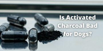 Is Coal Bad for Dogs? Activated Charcoal for Detoxification| Know Everything