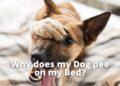 Why does my Dog pee on my Bed?