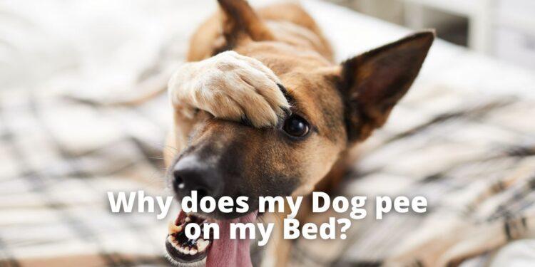 Why does my Dog pee on my Bed?