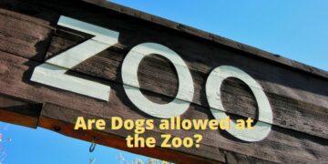 Are Dogs allowed at the Zoo?