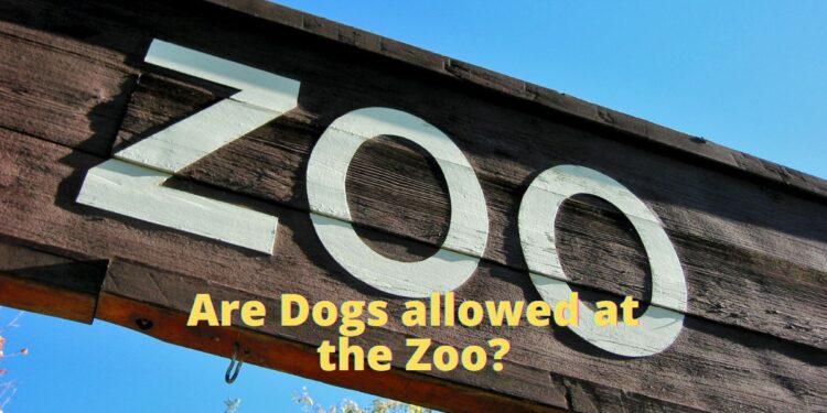Are Dogs allowed at the Zoo?