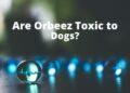 Are Orbeez Toxic to Dogs?