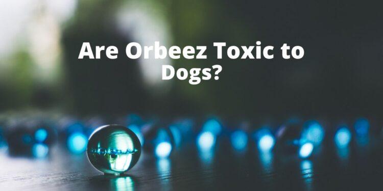 Are Orbeez Toxic to Dogs?