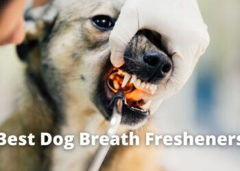 Best Dog Breath Fresheners