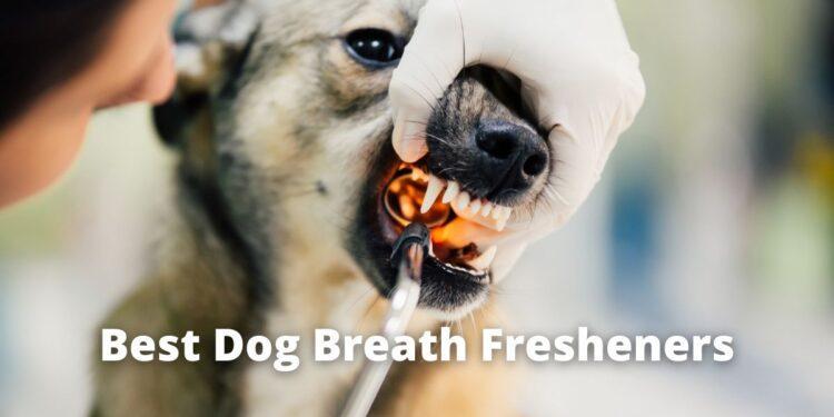 Best Dog Breath Fresheners