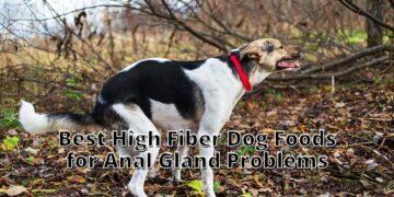 Best High Fiber Dog Foods for Anal Gland Problems