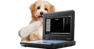 Best Portable Dog Ultrasound Machine for Breeders