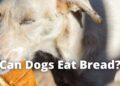Can Dogs Eat Bread? Yes, Know the Types