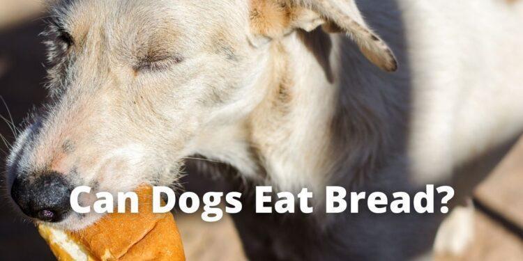 Can Dogs Eat Bread? Yes, Know the Types