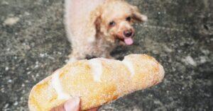 Can Dogs Eat Bread? Yes, Know the Types