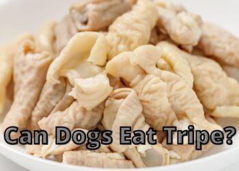 Can Dogs Eat Tripe?