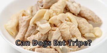 Can Dogs Eat Tripe?