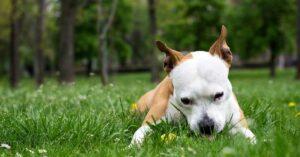 Dog Eating Pebbles- How Weird? How to Stop?