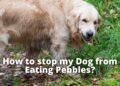 Dog Eating Pebbles- How Weird? How to Stop?