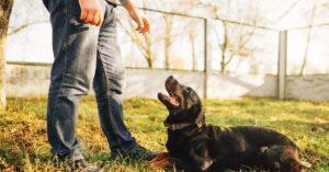 Dog Eating Pebbles- How Weird? How to Stop?