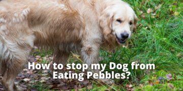 Dog Eating Pebbles- How Weird? How to Stop?