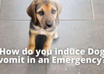 How do you induce Dog vomit in an Emergency? Quick and Safe