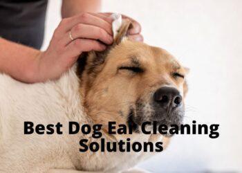 Best Dog Ear Cleaning Solutions