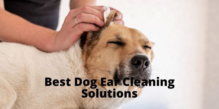 Best Dog Ear Cleaning Solutions