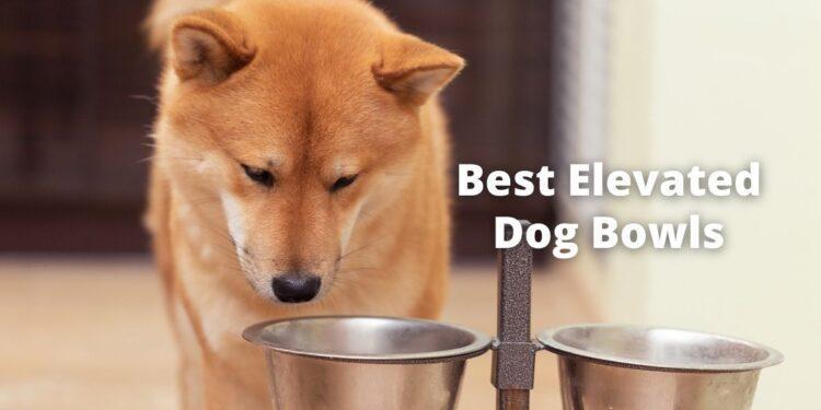 Best Elevated Dog Bowls