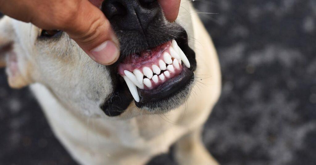 Can Dogs Eat Canned Green Beans?