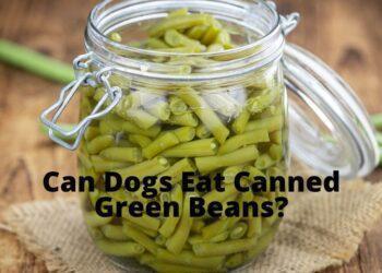 Can Dogs Eat Canned Green Beans?