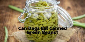 Can Dogs Eat Canned Green Beans?