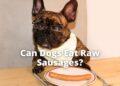 Can Dogs Eat Raw Sausages?