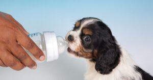 can you feed newborn puppies evaporated milk