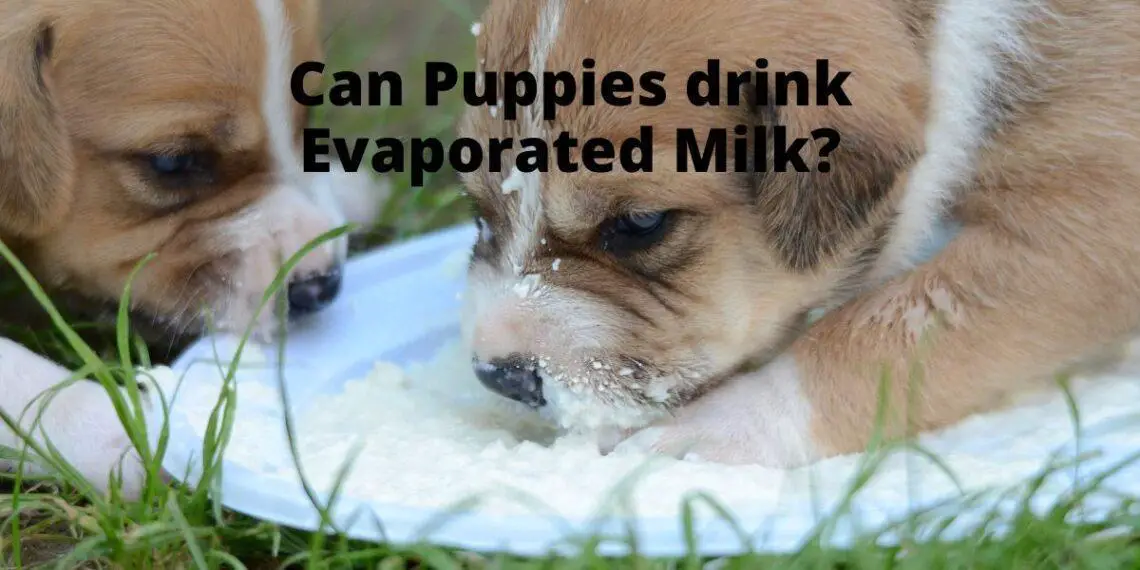 can you feed puppies evaporated milk